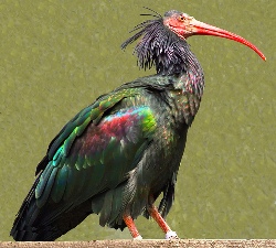 Northern Bald Ibis 