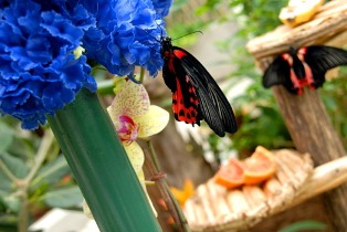 Collodi Butterfly House 